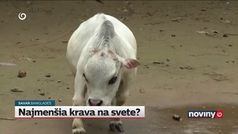 Najmenšia krava na svete?