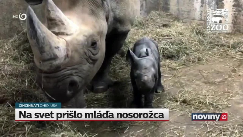 Na svet prišlo mláďa nosorožca
