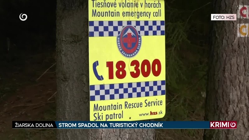 STROM SPADOL NA TURISTICKÝ CHODNÍK