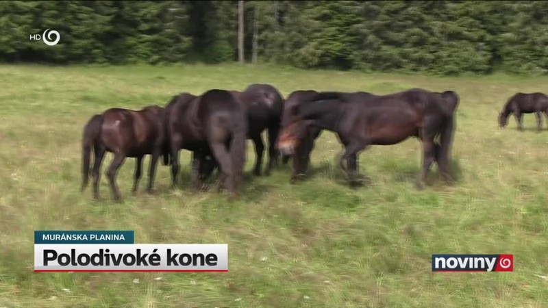 Polodivoké kone