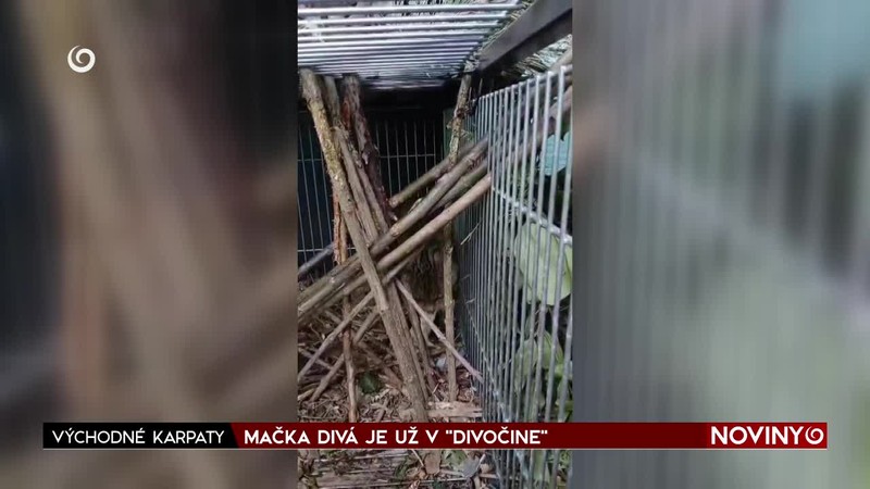 MAČKA DIVÁ JE UŽ V "DIVOČINE"