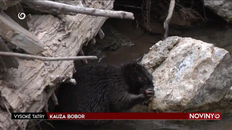 KAUZA BOBOR