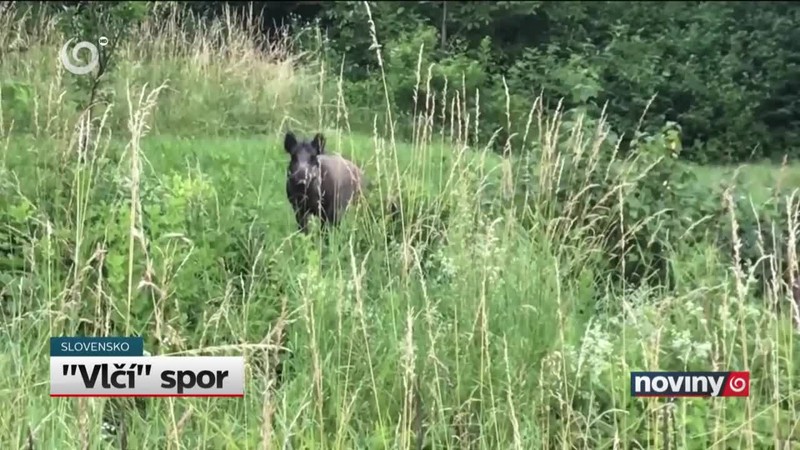 "Vlčí" spor