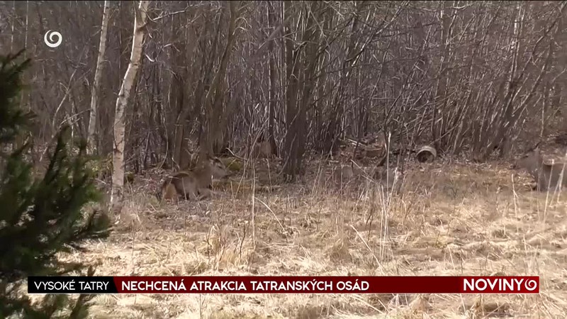 NECHCENÁ ATRAKCIA TATRANSKÝCH OSÁD