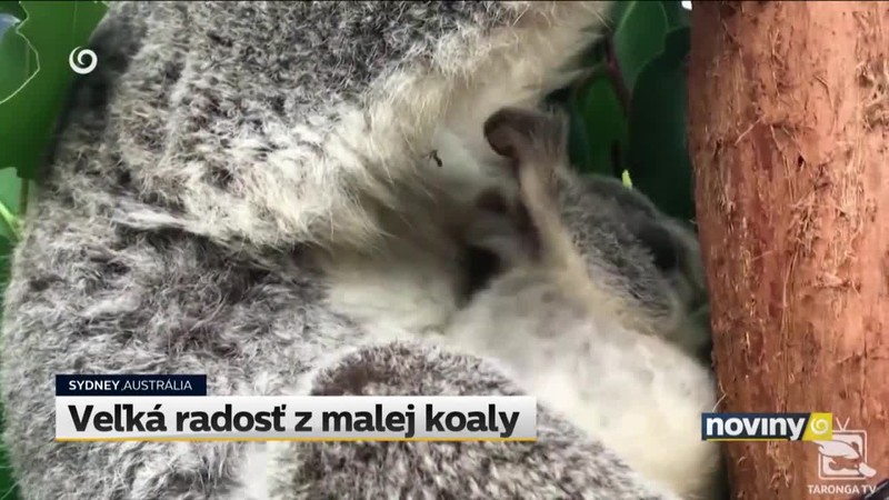 Veľká radosť z malej koaly