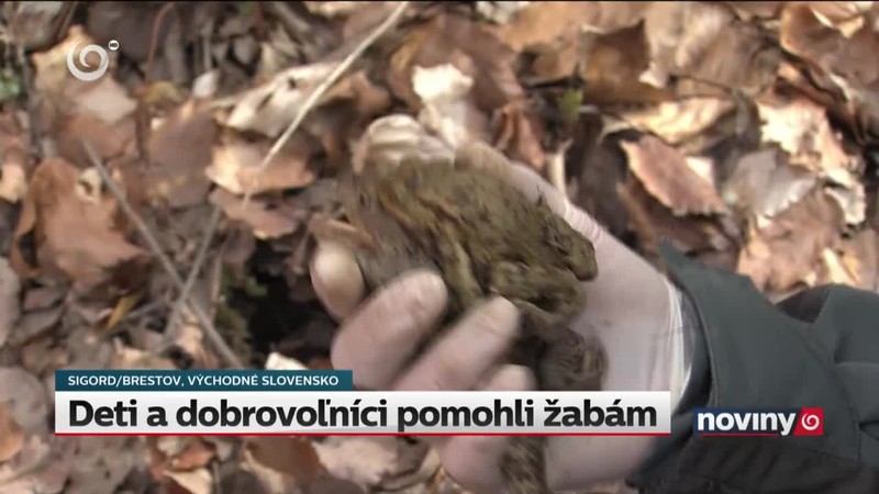 Deti a dobrovoľníci pomohli žabám