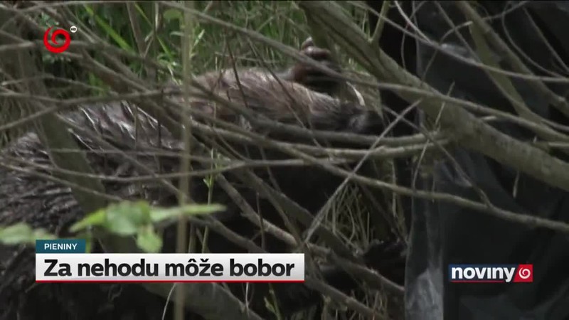 Za nehodu môže bobor
