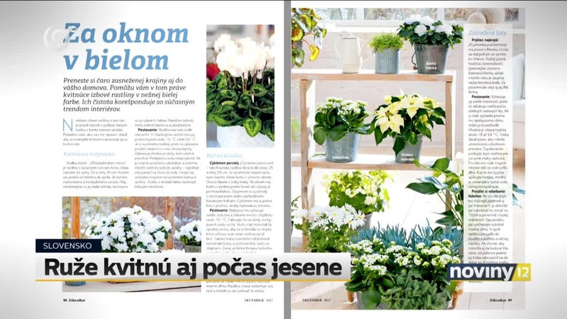 Ruže kvitnú aj počas jesene