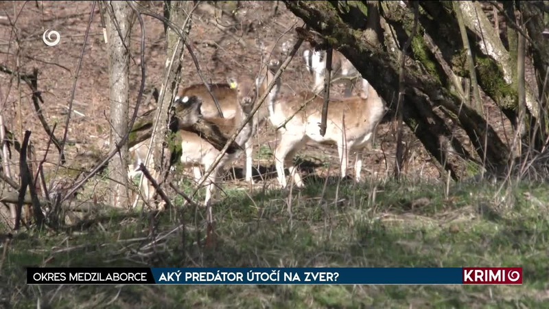 AKÝ PREDÁTOR ÚTOČÍ NA ZVER?