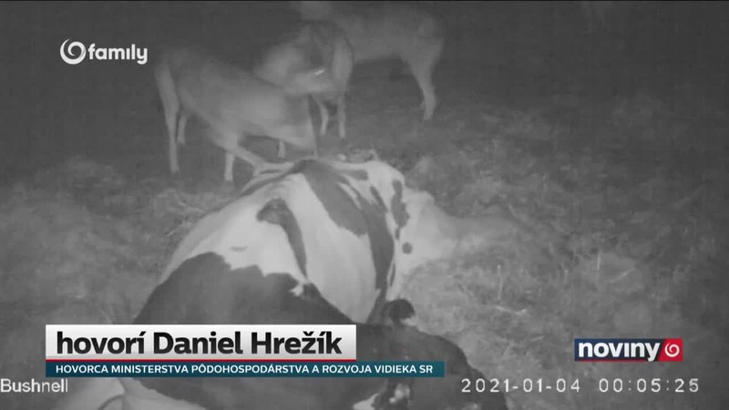 Vlk je už celoročne chránený