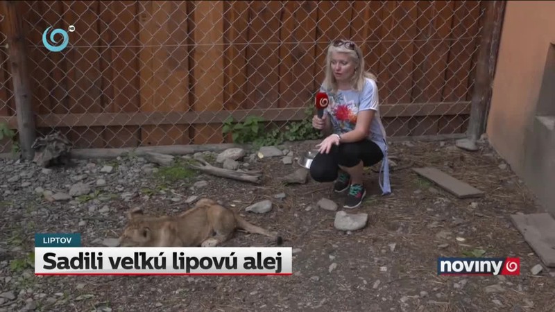 Sadili veľkú lipovú alej