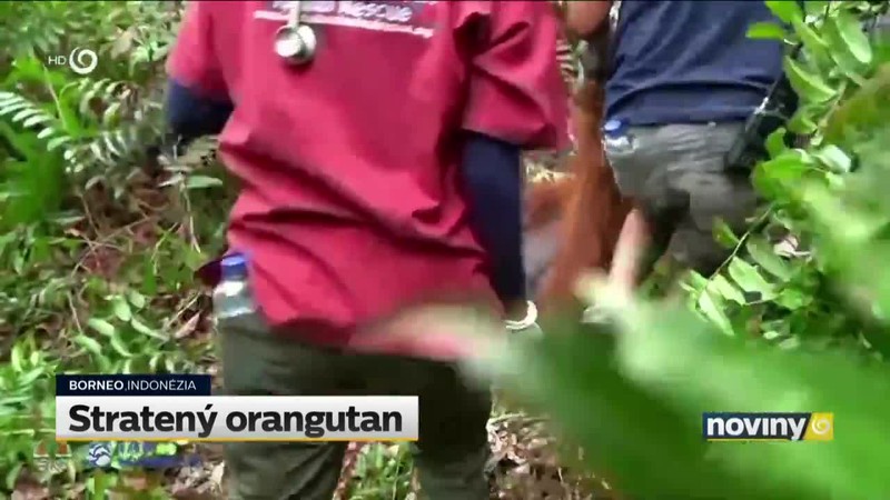 Stratený orangutan