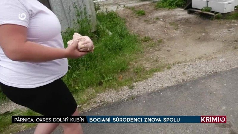 BOCIANÍ SÚRODENCI ZNOVA SPOLU