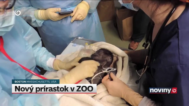 Nový prírastok v ZOO