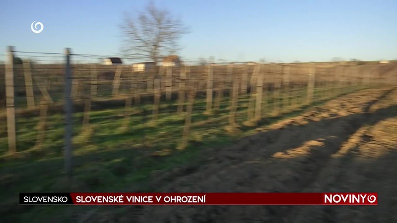 SLOVENSKÉ VINICE V OHROZENÍ