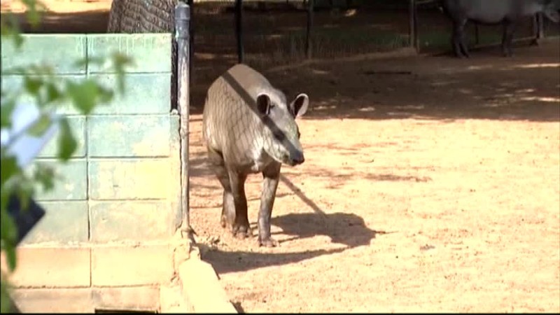 Ľudia vo Venezuele sú zúfalí. Kradnú a jedia zvieratá, hovoria pracovníci ZOO