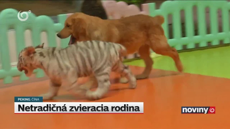 Netradičná zvieracia rodina