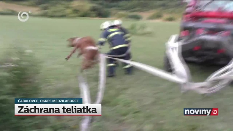 Záchrana teliatka