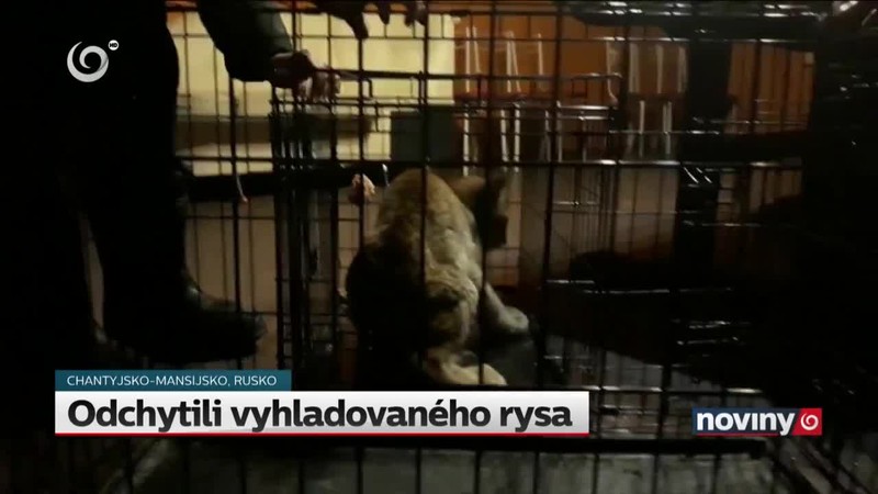 Odchytili vyhladovaného rysa