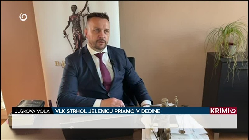 VLK STRHOL JELENICU PRIAMO V DEDINE