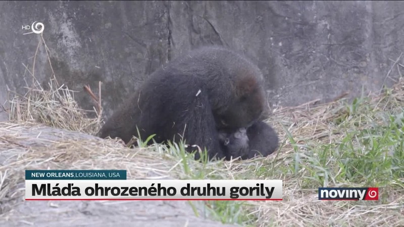 Mláďa ohrozeného druhu gorily