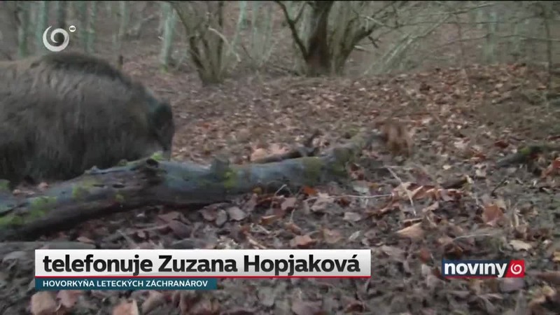 Diviak zaútočil na muža