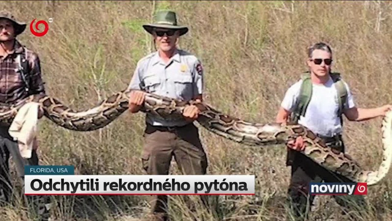 Odchytili rekordného pytóna