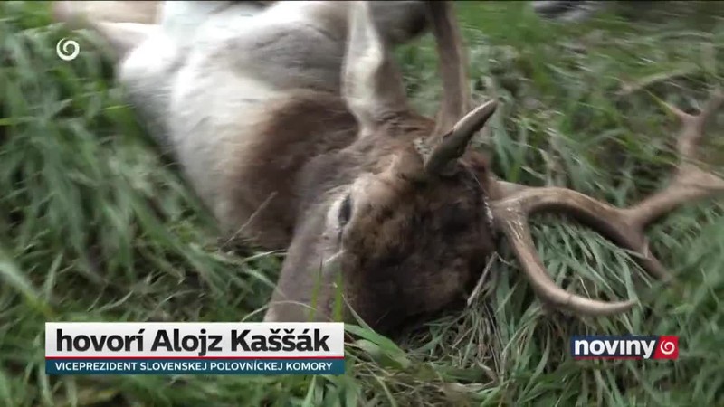 Premnožená zver