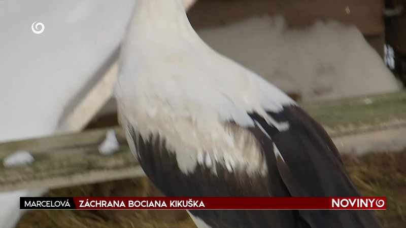 ZÁCHRANA BOCIANA KIKUŠKA