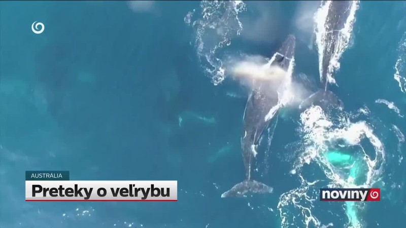 Preteky o veľrybu
