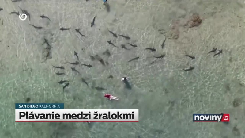 Plávanie medzi žralokmi