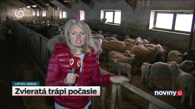 Zvieratá trápi počasie