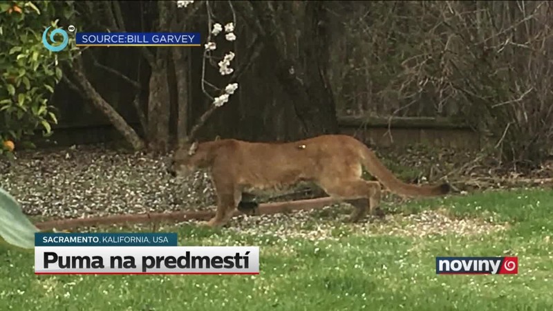 Puma na predmestí