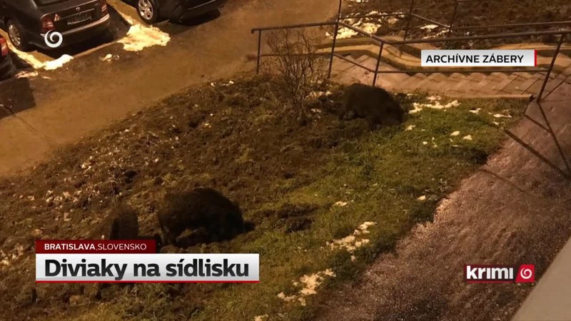 Diviaky na sídlisku