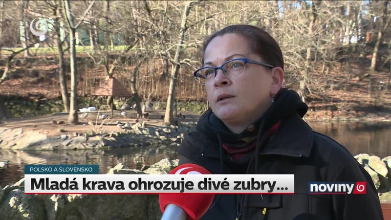 Mladá krava ohrozuje divé zubry...