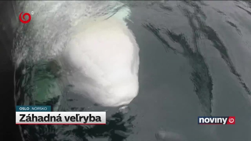 Záhadná veľryba