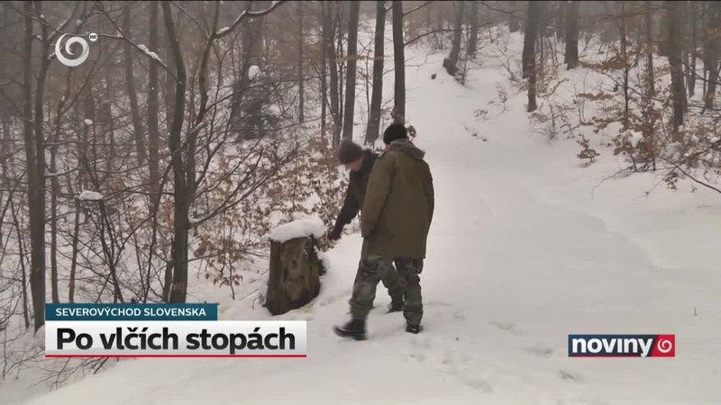 Po vlčích stopách