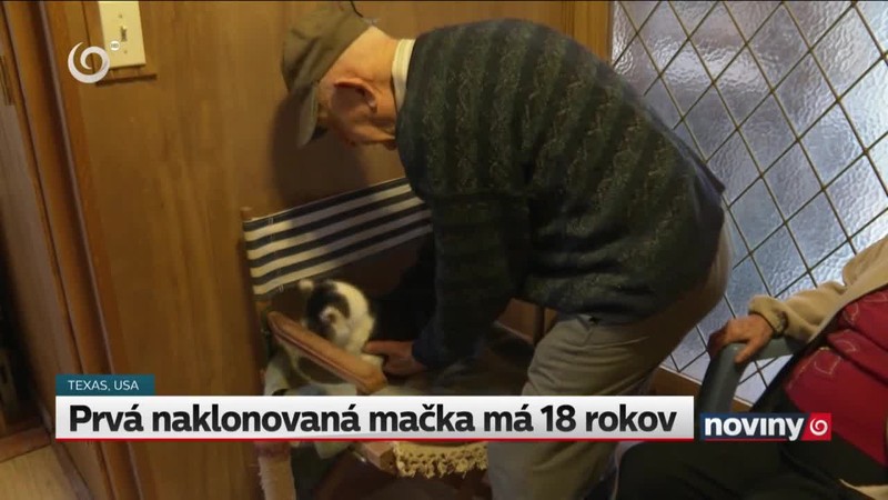 Prvá naklonovaná mačka má 18 rokov