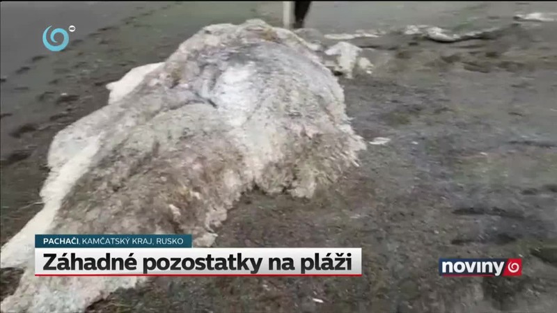 Záhadné pozostatky na pláži