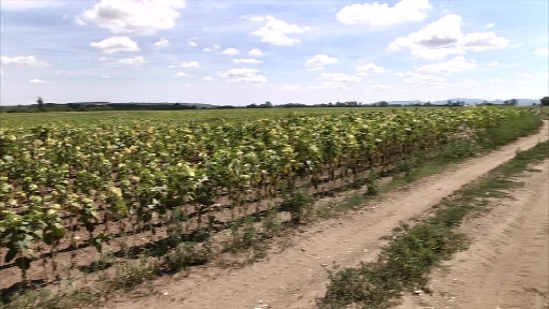 Sucho bude mať vážny dopad na úrodu. Ovplyvní to aj ceny mäsa