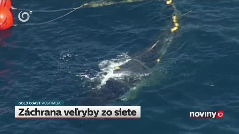 Záchrana veľryby zo siete