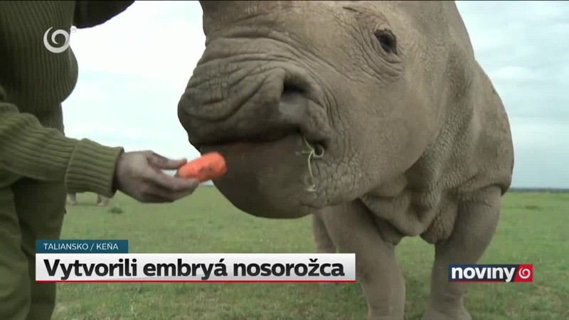 Vytvorili embryá nosorožca