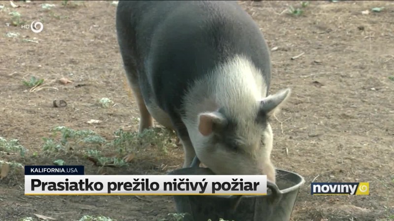 Prasiatko prežilo ničivý požiar