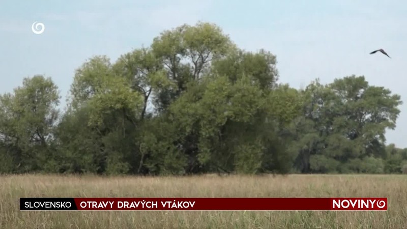 OTRAVY DRAVÝCH VTÁKOV
