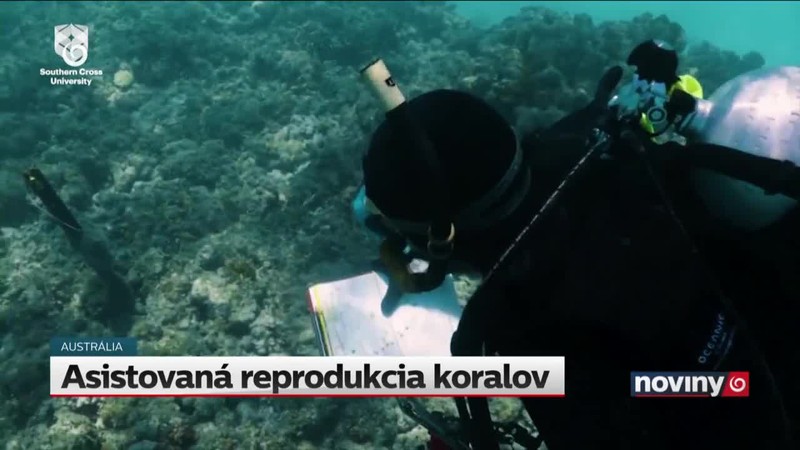 Asistovaná reprodukcia koralov
