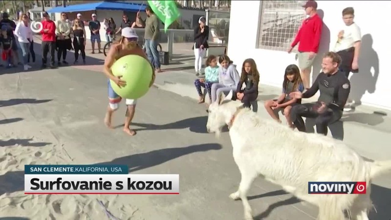 Surfovanie s kozou