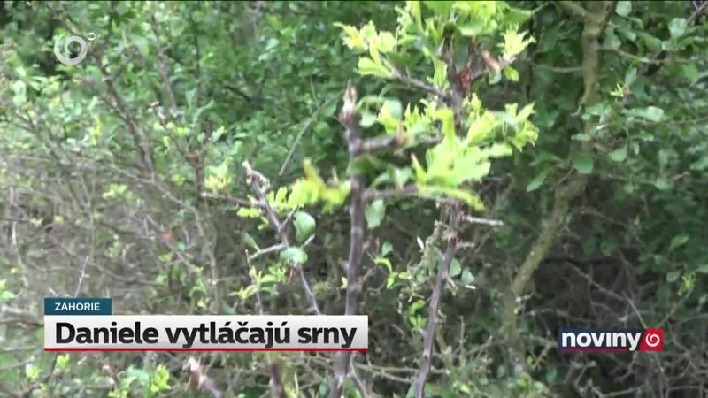 Daniele vytláčajú srny