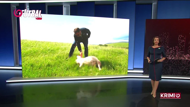 OPICU NAŠLI NA SLOVENSKU