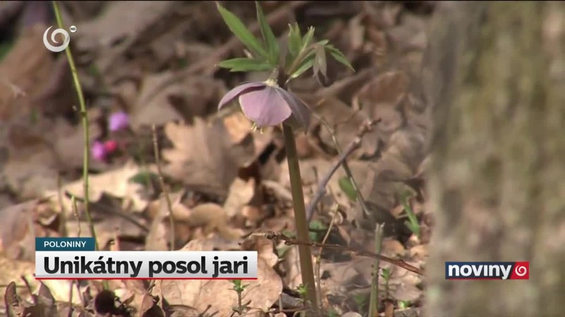 Unikátny posol jari