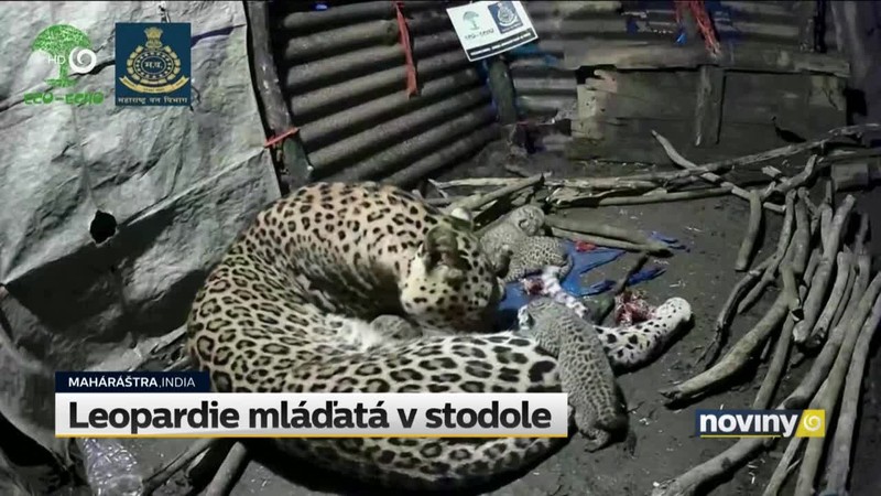 Leopardie mláďatá v stodole
